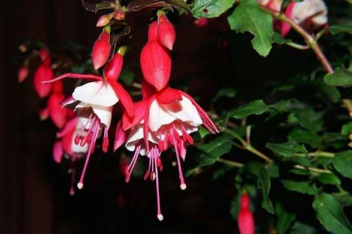 Декоративно цветущие растения. Комнатные цветы: фото и названия (каталог)