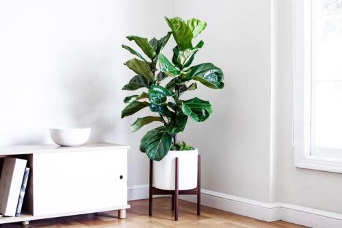 Декоративно цветущие растения. Комнатные цветы: фото и названия (каталог)