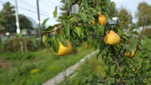 Какое дерево или кустарник лучше посадить возле дома. Какие деревья и кустарники посадить возле дома 09