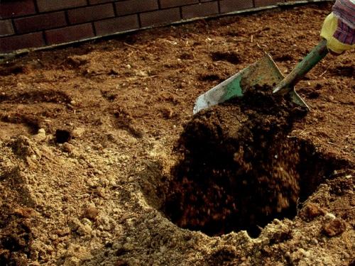 Как выбрать место для строительства палисадника. С чего начать (выбор места, состав почвы)