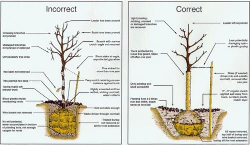 Как посадить дерево кратко. Как посадить дерево — пошаговая инструкция по правильной посадке декоративных, фруктовых и промышленных пород