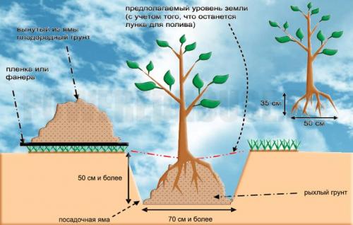 Как правильно посадить дерево. Как посадить дерево правильно