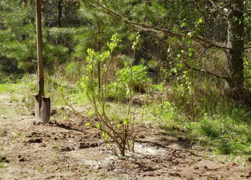 Как посадить дерево кратко. Как посадить дерево — пошаговая инструкция по правильной посадке декоративных, фруктовых и промышленных пород