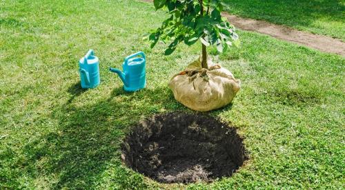 Как правильно посадить дерево. Как посадить дерево правильно 01