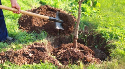 Как правильно посадить дерево. Как посадить дерево правильно 02