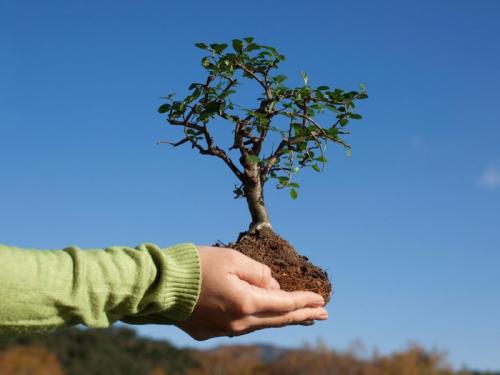 Как посадить дерево кратко. Как посадить дерево — пошаговая инструкция по правильной посадке декоративных, фруктовых и промышленных пород