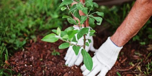 Как посадить дерево кратко. Как посадить дерево — пошаговая инструкция по правильной посадке декоративных, фруктовых и промышленных пород