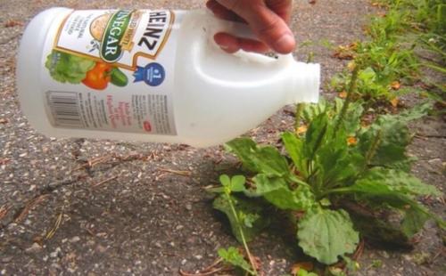 Раствор от сорняков с уксусом. Механизм действия 07