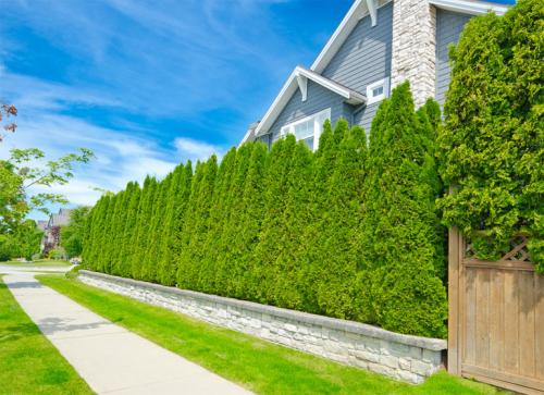Какие деревья посадить вдоль забора от соседей. Преимущества посадки растений у заборов