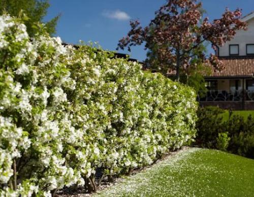 Какие деревья посадить за забором. Какие растения посадить у забора? 12