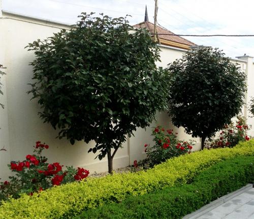 Деревья вдоль забора со стороны улицы. Какие растения лучше высаживать на участке вдоль забора