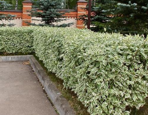 Какие деревья посадить за забором. Какие растения посадить у забора? 05