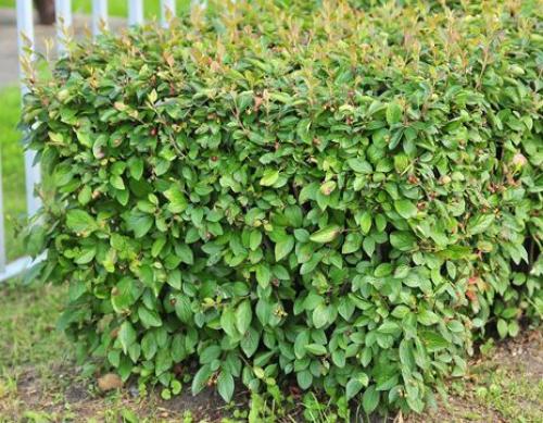 Какие деревья посадить за забором. Какие растения посадить у забора? 06