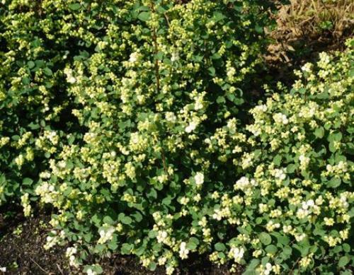 Какие деревья посадить за забором. Какие растения посадить у забора? 10