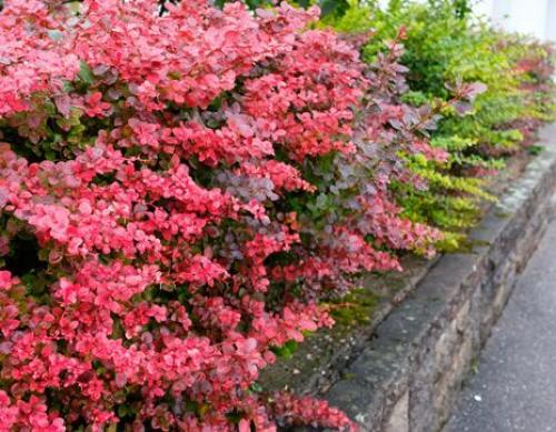 Какие деревья посадить за забором. Какие растения посадить у забора? 11