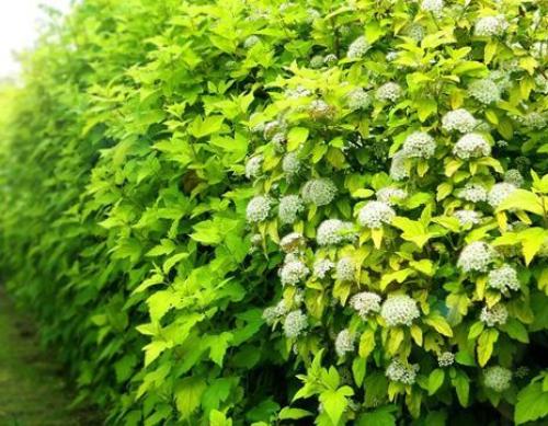 Какие деревья посадить за забором. Какие растения посадить у забора? 04