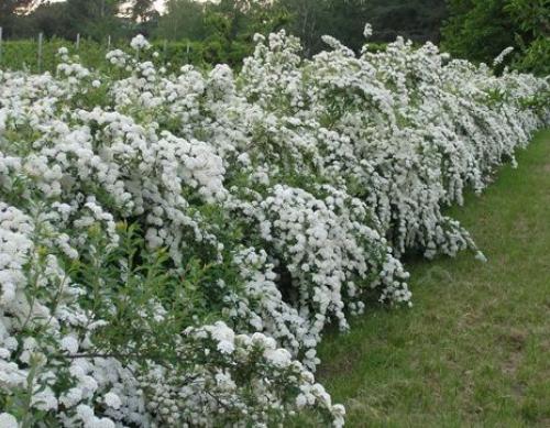 Какие деревья посадить за забором. Какие растения посадить у забора? 07