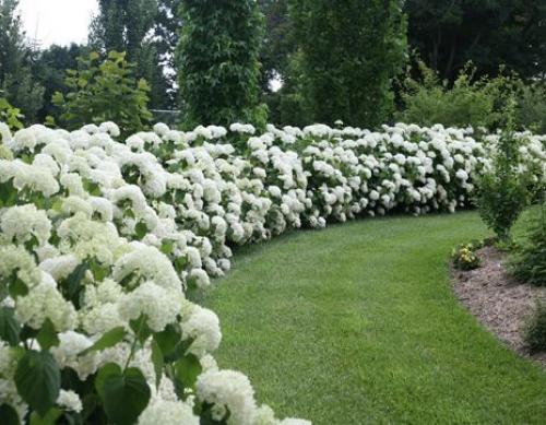 Какие деревья посадить за забором. Какие растения посадить у забора? 09