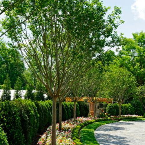 Какие деревья посадить за забором. Какие растения посадить у забора? 01