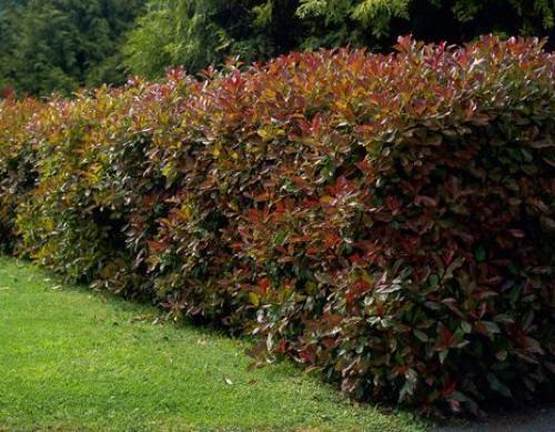 Какие деревья посадить за забором. Какие растения посадить у забора? 08