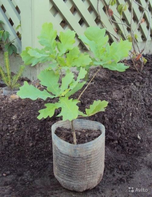 Как пересадить дуб с одного места на другое. Основные правила пересадки