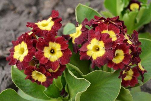 Какие растения лучше выбрать для клумбы. Многолетние цветы для клумбы