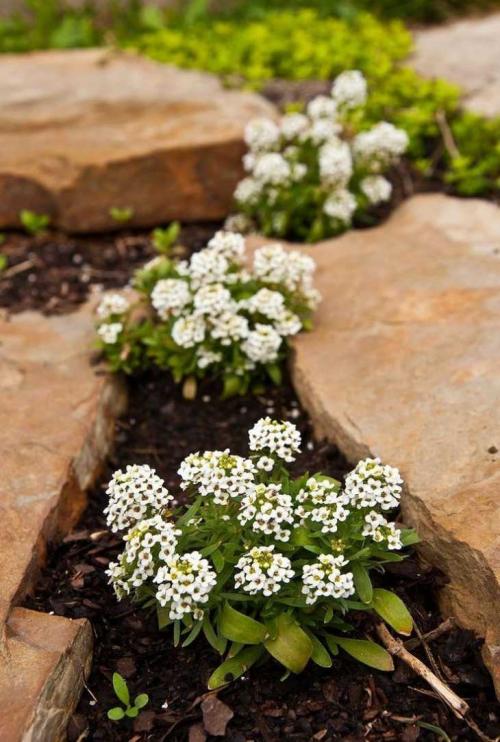 Клумбы с камнями и цветами своими руками. Клумба из камней – пошаговое создание и оформление клумбы. Самые актуальные и стильные идеи создания клумбы (125 фото и видео)