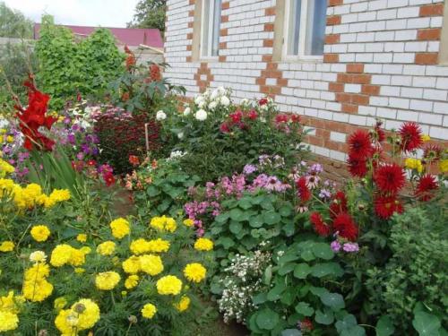 Что посадить в палисаднике перед домом из деревьев и кустарников. Красивые палисадники: ТОП-140 фото лучших вариантов палисадников. Разновидности конструкций, выбор растений, оформление своими руками