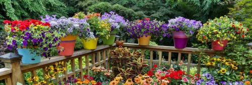 Какие растения можно использовать для украшения террасы. Цветник в контейнерах: ландшафтные идеи для украшения террас