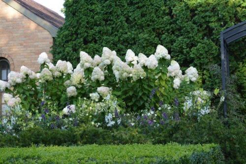 Какие цветы посадить вдоль забора, чтобы цвели все лето. Что посадить вдоль забора: самые лучшие растения