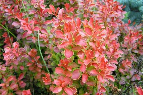 Какие цветы посадить вдоль забора, чтобы цвели все лето. Что посадить вдоль забора: самые лучшие растения