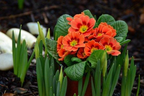 Какие цветы посадить вдоль забора, чтобы цвели все лето. Что посадить вдоль забора: самые лучшие растения