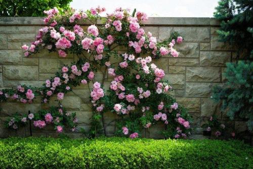 Какие цветы посадить вдоль забора, чтобы цвели все лето. Что посадить вдоль забора: самые лучшие растения