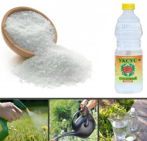 Какие сорняки можно уничтожить с помощью уксуса. Уксус с солью в садоводстве: нюансы применения