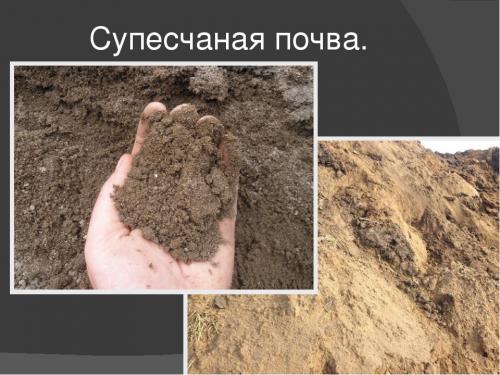 Как определить, готов ли почвенный субстрат для посадки плодовых деревьев. Какой должна быть земля для саженца, чтобы он прижился