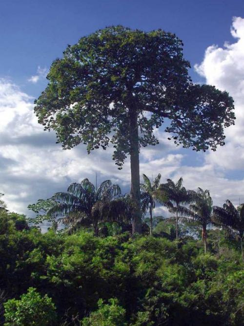 Бразильский орех. Описание дерева