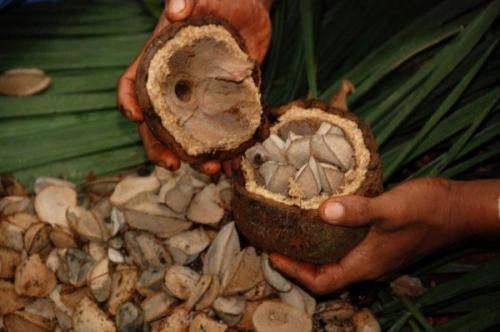 Бразильский орех. Описание дерева