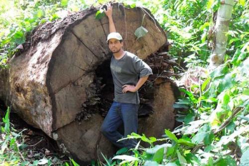 Бразильский орех. Описание дерева