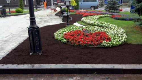 Самый благоприятный период для пересадки деревьев в 2023 году 03