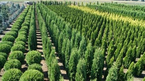 Самый благоприятный период для пересадки деревьев в 2023 году 02