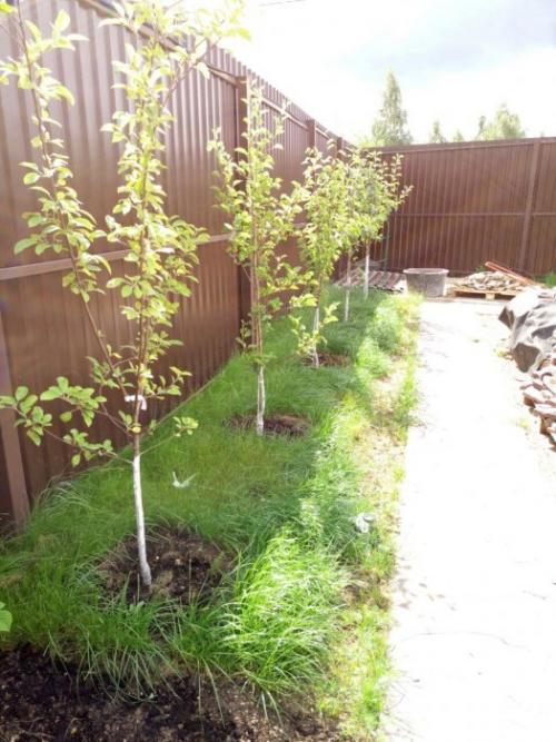 Самый благоприятный период для пересадки деревьев в 2023 году 07