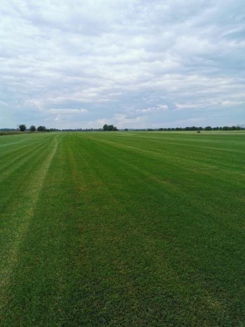 Самый благоприятный период для пересадки деревьев в 2023 году 08