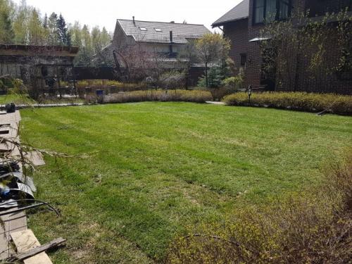 Самый благоприятный период для пересадки деревьев в 2023 году 05