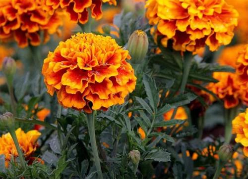 Цветы для бордюра вдоль дорожек. Низкорослые бордюрные цветы однолетние и многолетние, фото на клумбах