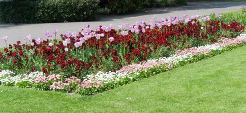 Цветы для бордюра вдоль дорожек. Низкорослые бордюрные цветы однолетние и многолетние, фото на клумбах