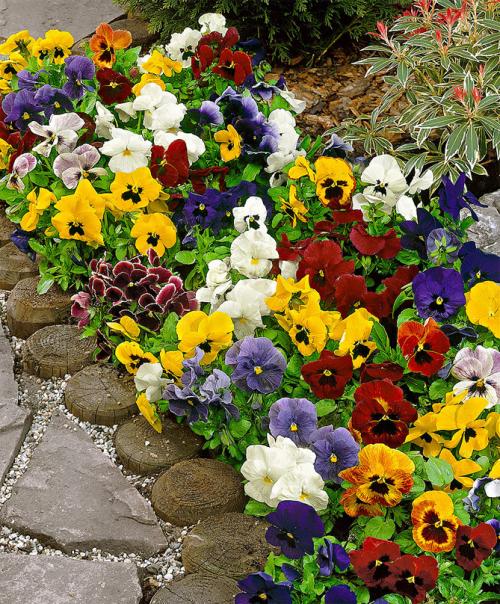 Цветы для бордюра вдоль дорожек. Низкорослые бордюрные цветы однолетние и многолетние, фото на клумбах