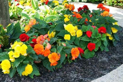 Цветы для бордюра вдоль дорожек. Низкорослые бордюрные цветы однолетние и многолетние, фото на клумбах