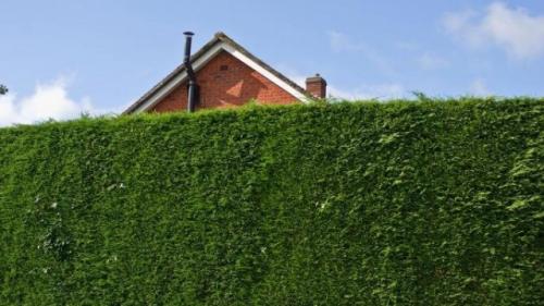 Как сделать клумбу из строительной сетки более устойчивой к ветру и дождю. Какие растения использовать для ветрозащитных изгородей?