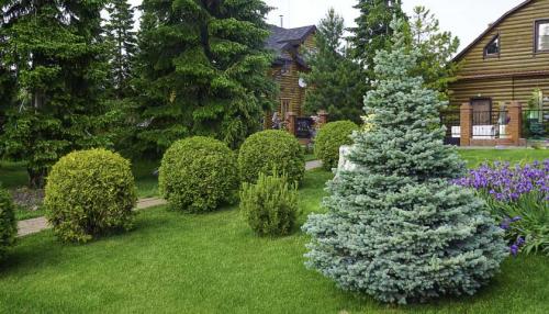 Обрезка шаровидной ивы. Особенности посадки ивы шаровидной 01