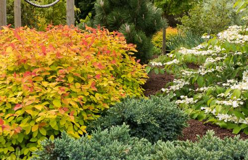 Как подстричь спирею в форме шара. Обрезка спиреи для начинающих – стригите, не бойтесь!